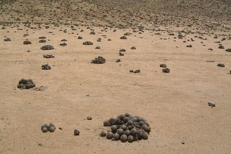 Cactus field (Copiapoa solaris) in Parque Nacional Pan de Azúcar, Chile