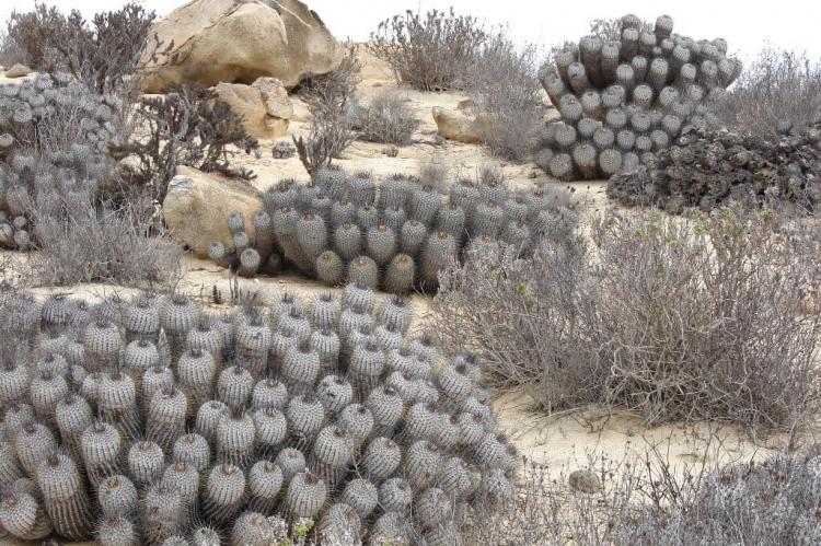 Cactaceae - Copiapoa dealbata F. Ritter - Llanos de Challe National Park, Región de Atacama, Chile