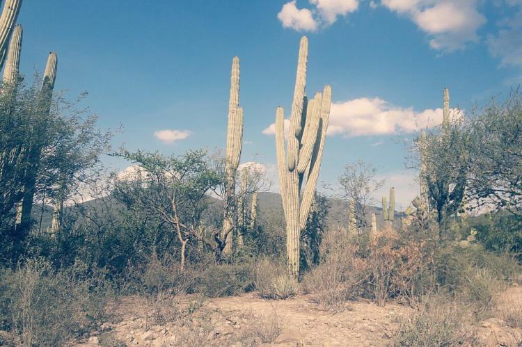 Cactus within the Tehuacán-Cuicatlán Biosphere Reserve (Mexico)
