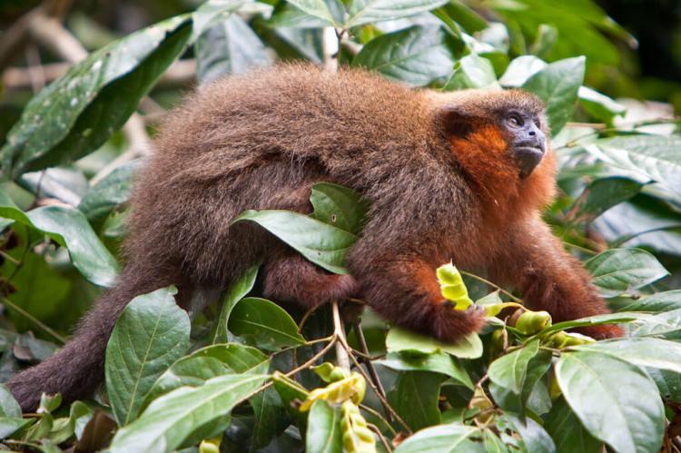 Callicebus cupreus: coppery titi monkey at Tambopata Research Center, Peru