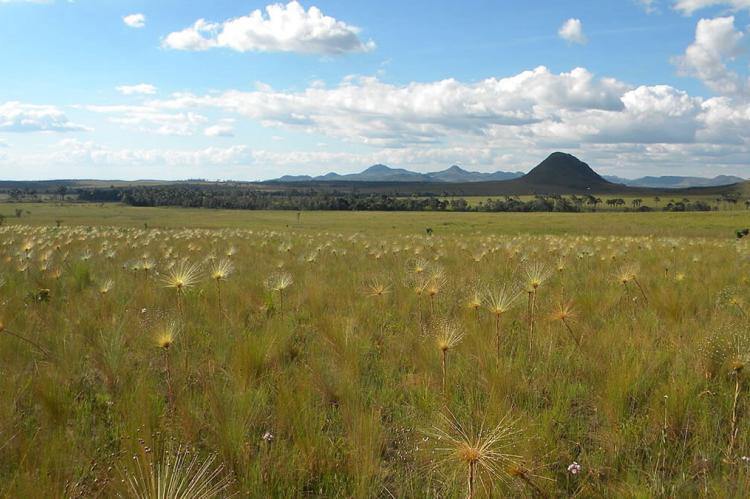 Brazilian cerrado: Emas National Park, Brazil 
