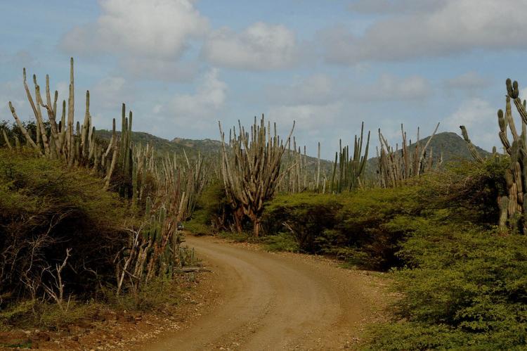 Candle cactus landscape, Washington Slagbaai National Park, Bonaire