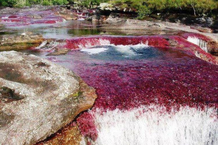  Caño Cristales, Serrania de la Macarena, Colombia