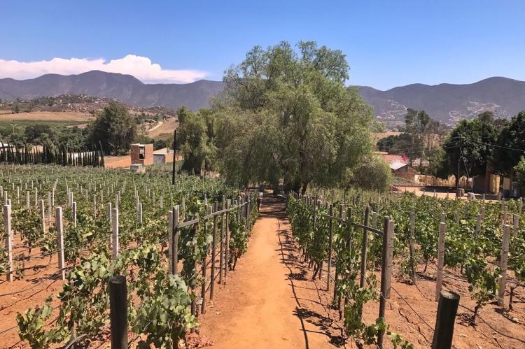 Casa de Piedra Vineyards, Valle de Guadalupe, Mexico