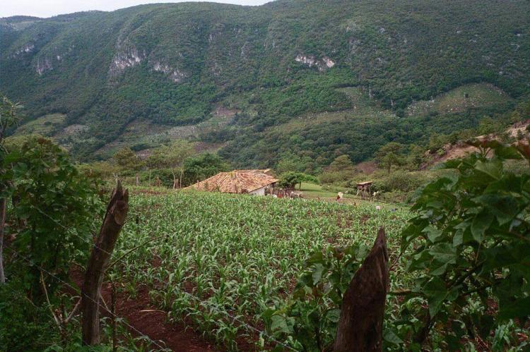 A family farm located in Celaque Biosphere Reserve, Honduras