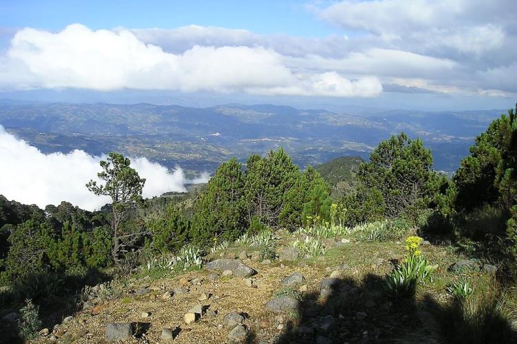Central American montane forest, with Pinus hartwegii, on the slopes of Tajumulco volcano, Guatemala