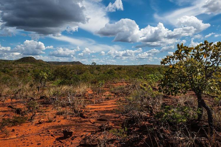 Trail in the Cerrado, Jalapão State Park, Brazil 