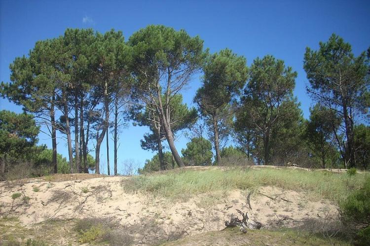 Chihuahua, Maldonado, Uruguay