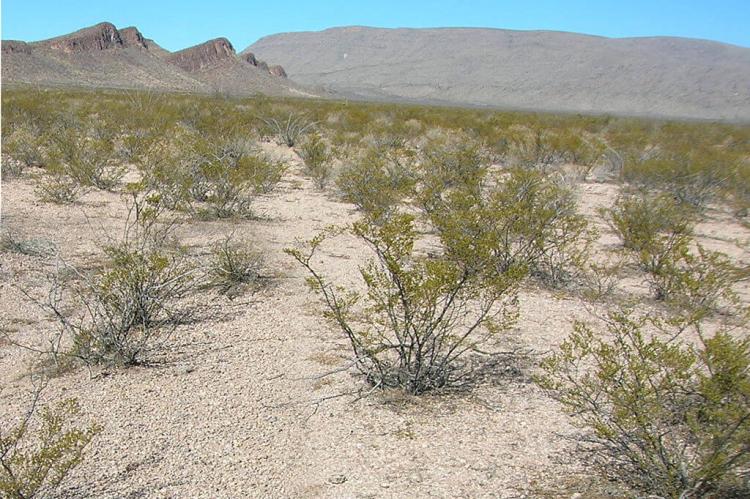 Chihuahuan Desert north of Coyame, Chihuahua, Mexico