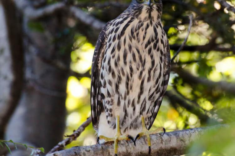 Chilean Hawk (Accipiter chilensis), Huerquehue National Park, Chile