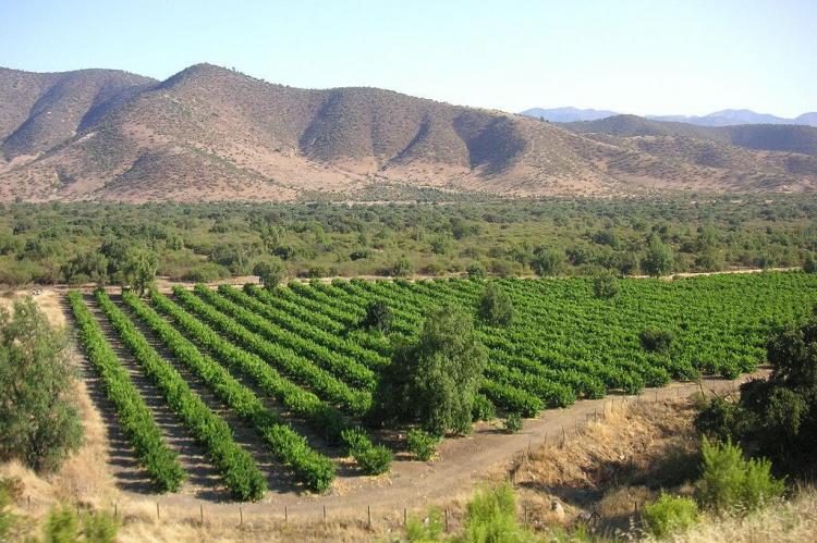 Chilean vineyard in the foothills of the Andes