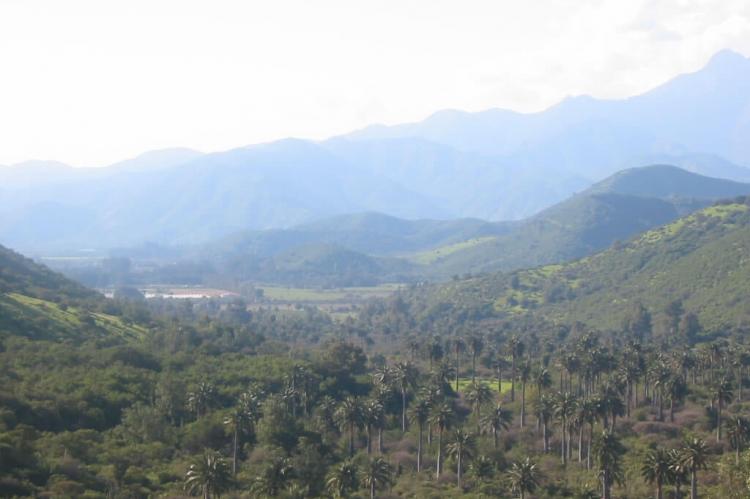 Endemic Chilean Wine Palm (Jubaea chilensis) trees in La Campana National Park, Chile