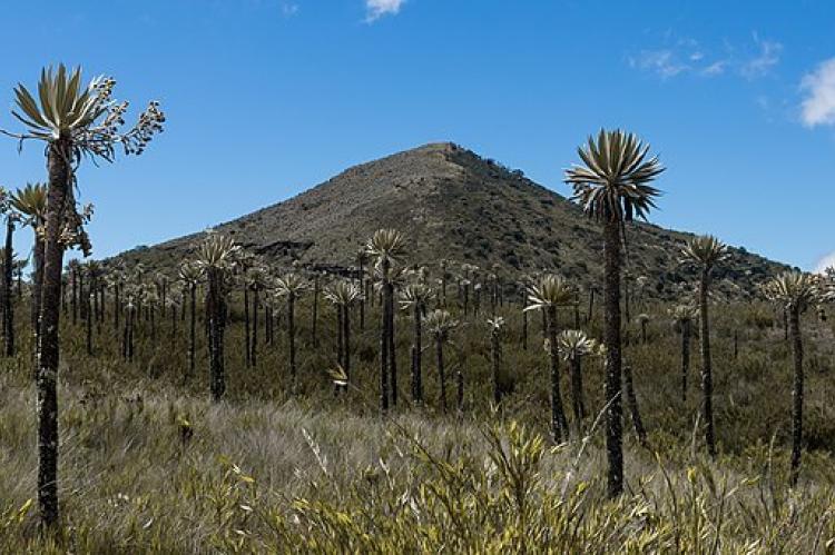Páramo ecosystem, frailejones in Chingaza National Park, Colombia