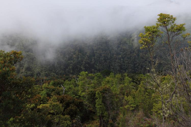 Cloud Forest. Chirripó National Park, Costa Rica