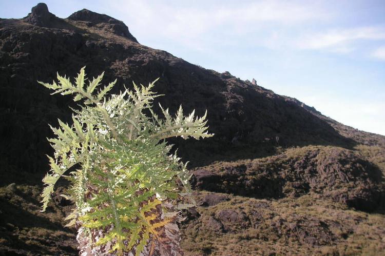 Valle de los Conejos, Chirripo National Park, Costa Rica