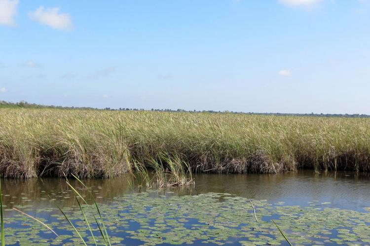 Zapata Swamp, Parque Nacional Cienaga de Zapata, Matanzas, Cuba