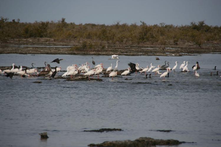 Birds in the Zapata swamp, Ciénaga de Zapata, Cuba