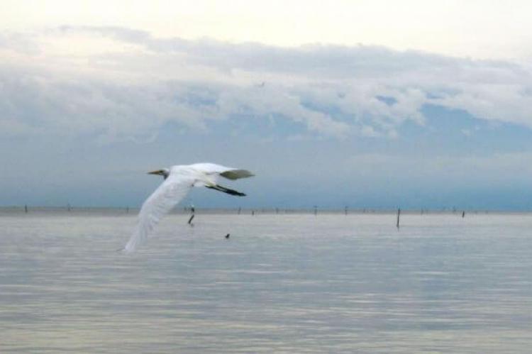 Ciénaga Grande de Santa Marta, Colombia