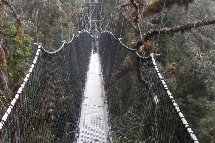 Cloud forest canopy walkway, Manú National Park, Peru