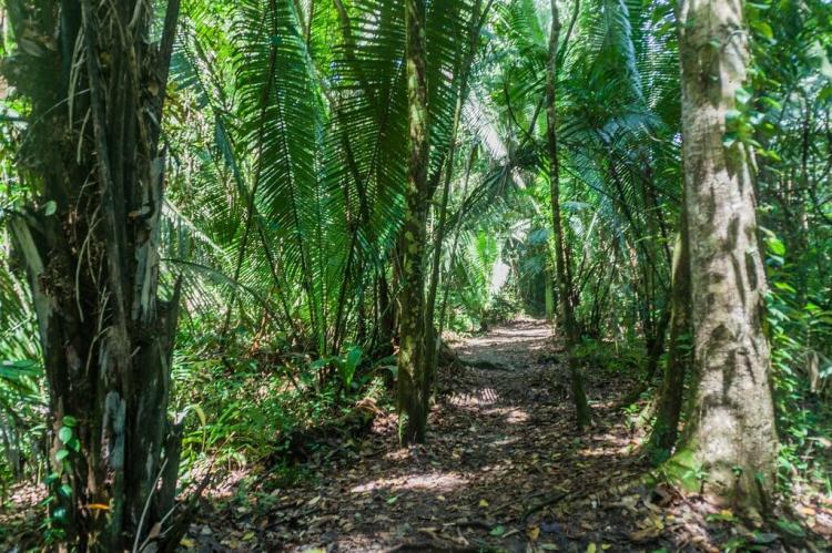 Forest path in the Cockscomb Basin, Wildlife Sanctuary, Belize