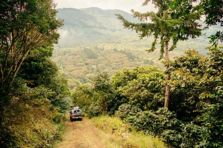 Coffee farms of Café Pacas, western El Salvador