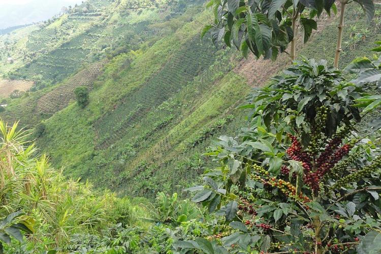 Coffee zone, El Águila, Valle del Cauca, Colombia