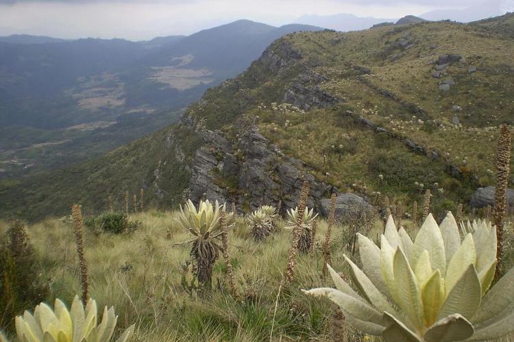 Crested Roses (Espeletia) in the Páramo de Guerrero of Colombia