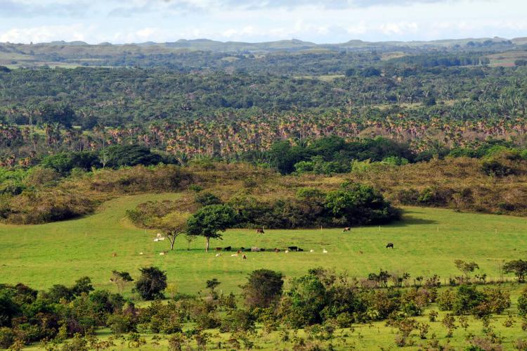 Colombia's eastern plains, or Llanos