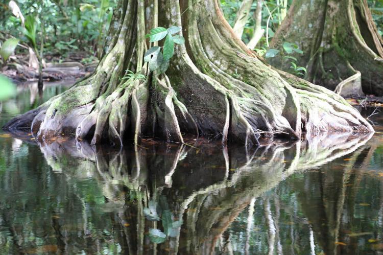 Corcovado National Park, Costa Rica