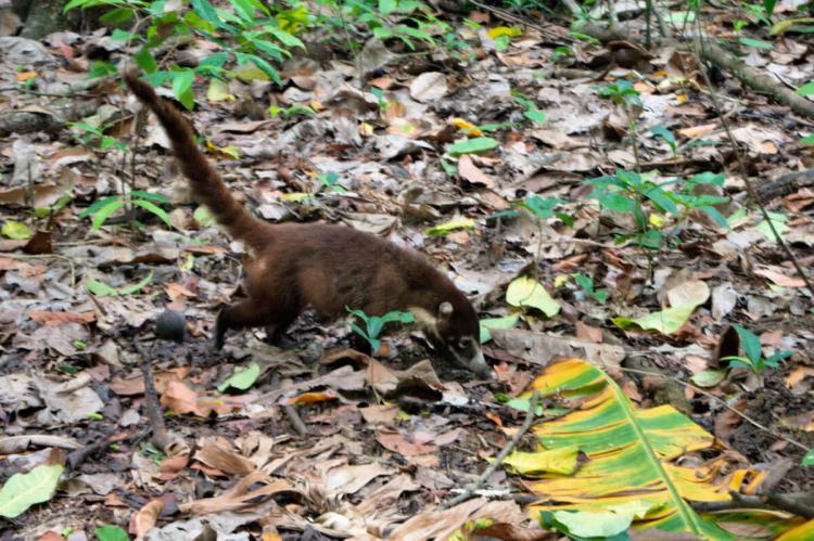 Coatis in Corcovado National Park, Costa Rica
