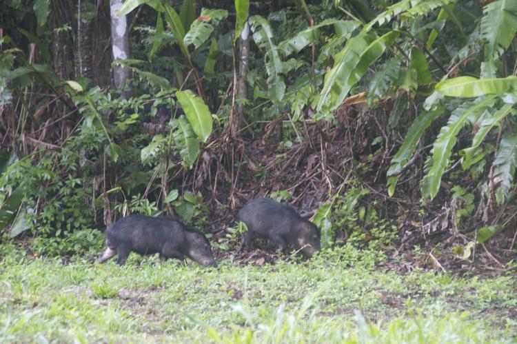 Peccary in Corcovado National Park, Costa Rica