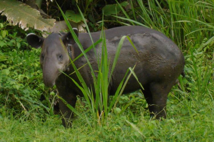 Baird's tapir (Tapirus bairdii) in Corcovado National Park, Costa Rica