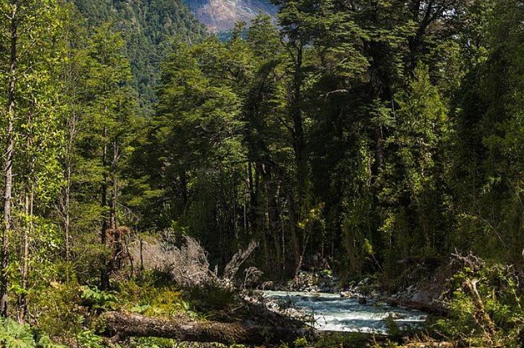 Ventisquero Yelcho Trail 3, Corcovado National Park, Chile