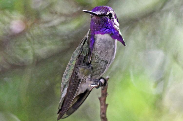 Male Costa's Hummingbird (Calypte costae)