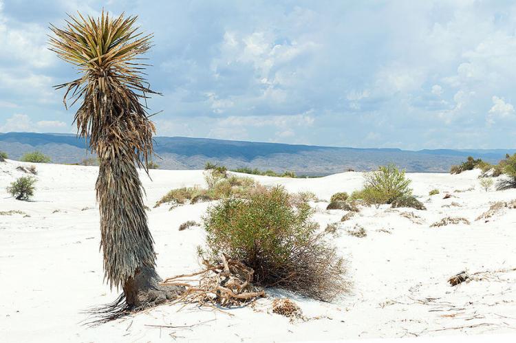 The gypsum dunes, Cuatrocienegas, Mexico