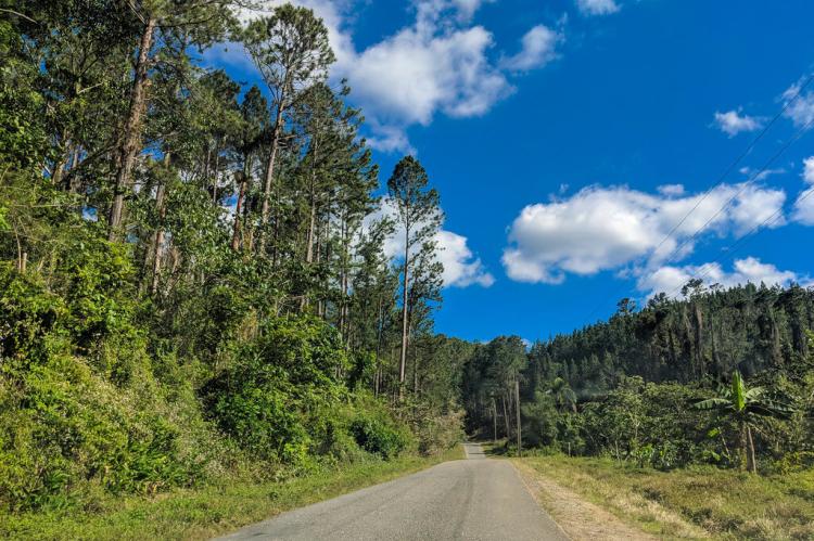 Cuban pine forest around Gaviña - Escambray Mountains