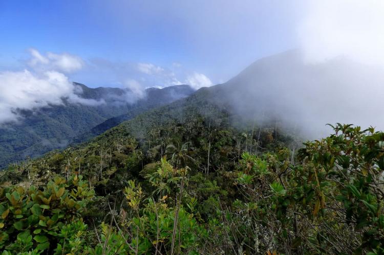 Palm forest of Sierra Nevada de Santa Marta, Colombia
