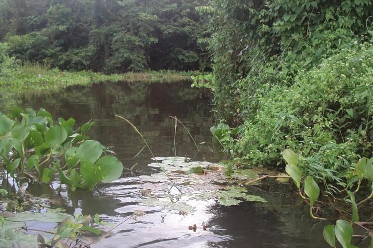 Cuiabá River, passing through the Pantanal Matogrossense National Park wetlands, Brazil