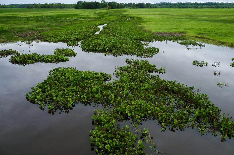 Landscape of Curiaú, Amapá, Brazil