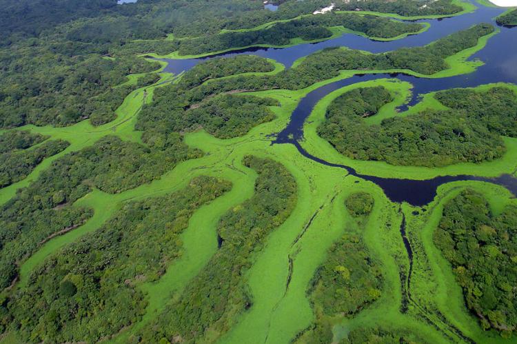Aerial view of Anavilhanas Archipelago, Brazil
