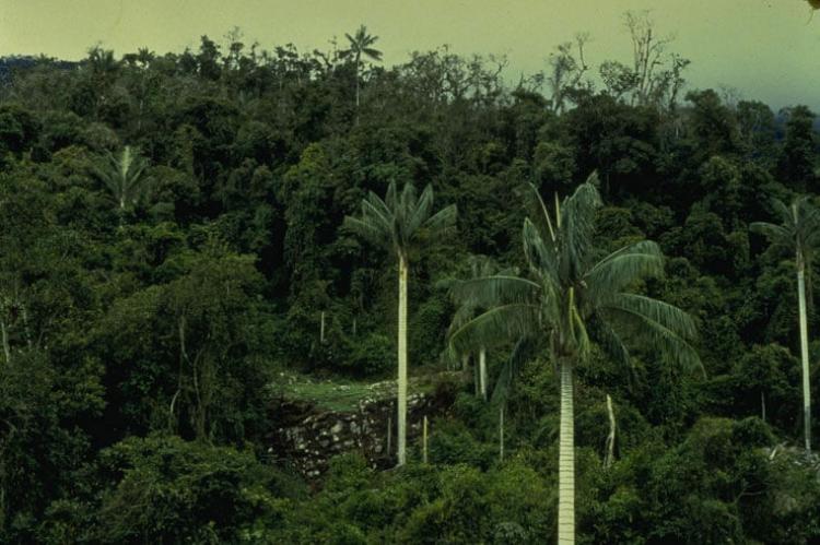 Tropical montane forest with palm trees in Cutervo National Park, Peru