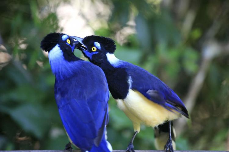 Two Plush-crested Jays at Iguazu National Park, Argentina