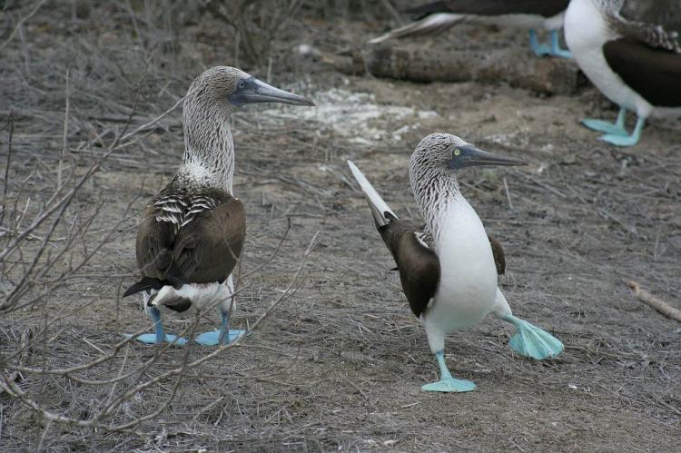 Dancing Blue-footed Boobies, Isla de la Plata, Ecuador 