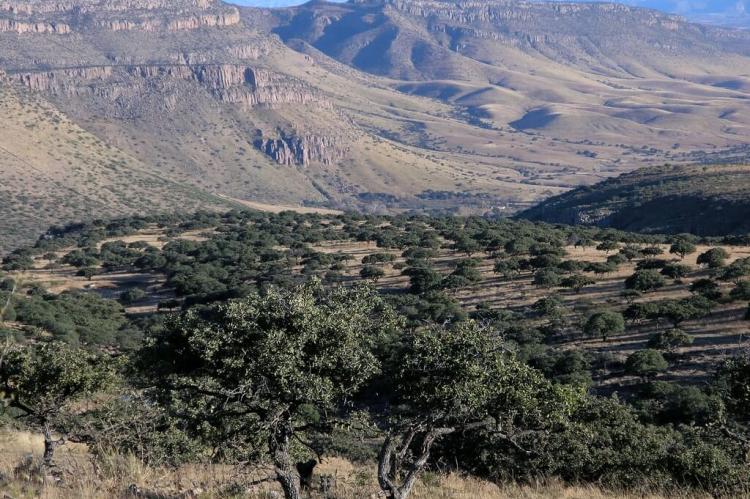 Desert view, Balleza, Chihuahua, México
