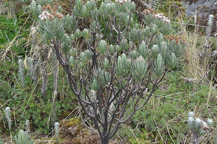 Diplostephium rupestre, alt. 4000m, Cerro Cotacachi, Páramos, Ecuador