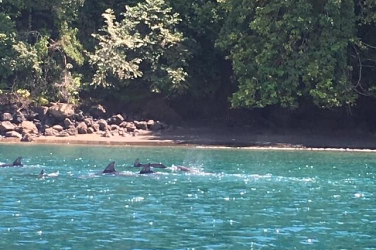 Dolphins in Golfo Dulce, Costa Rica