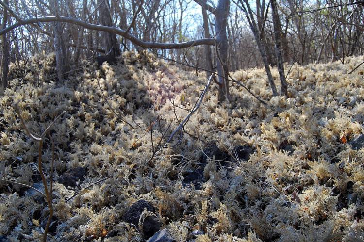 Tropical dry broadleaf forest habitat in Santa Rosa National Park, Costa Rica
