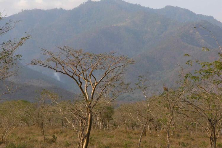 Dry tropical forest, Honduras