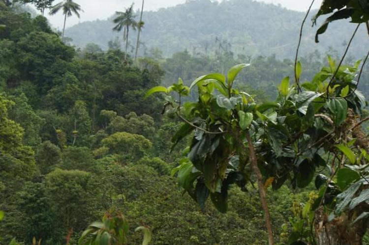 Cloud Forests of Mindo, Ecuador