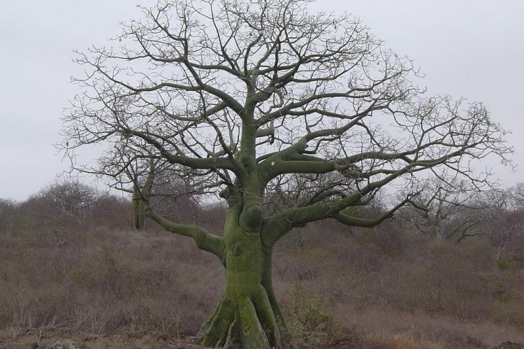 Ceibo tree, Provincia de Manabí, Ecuador